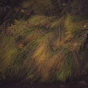 Dark Forest Aerial View